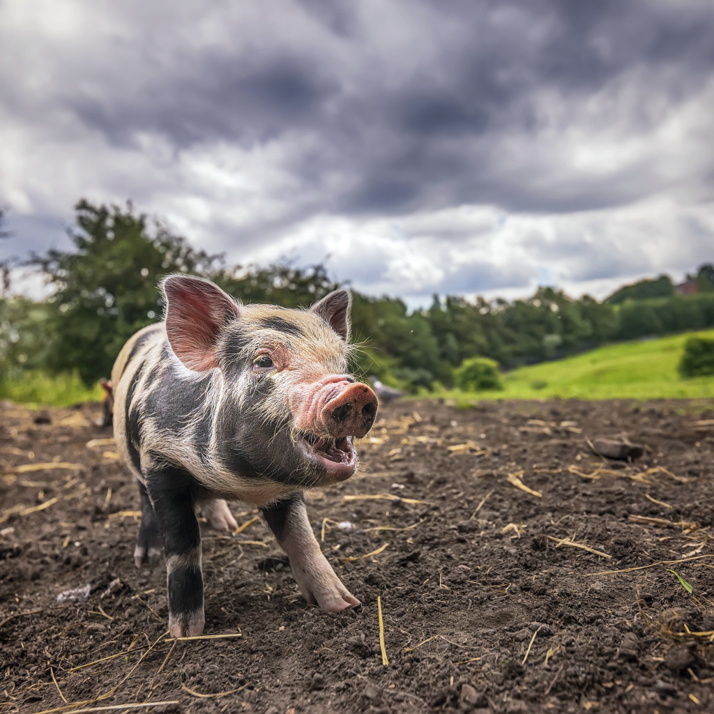 Маленький поросенок на земле под пасмурным небом