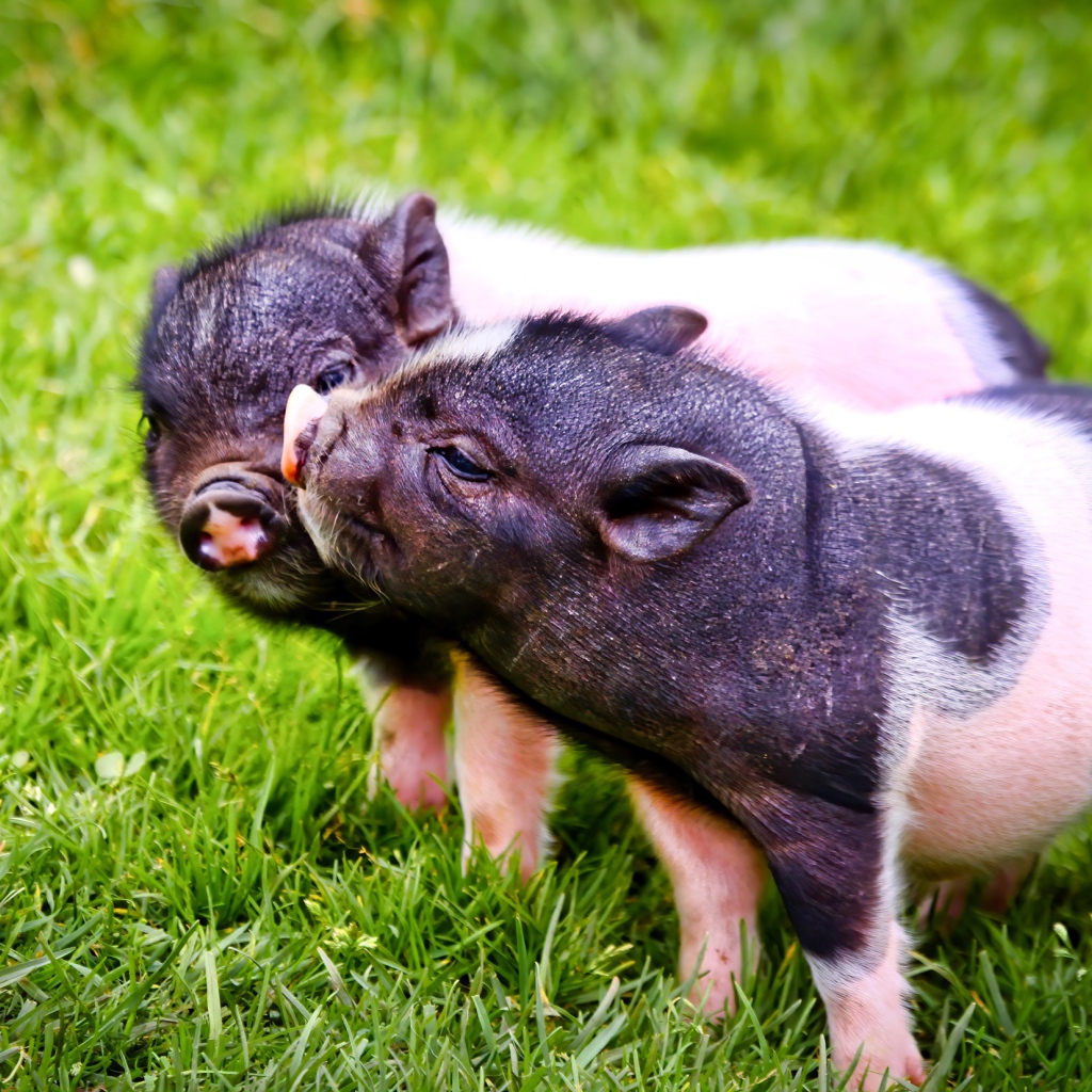 Two cute pigs on the green grass.