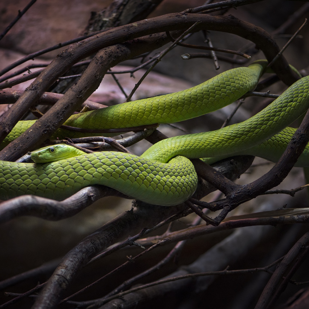 Beautiful green snake in the branches of a tree