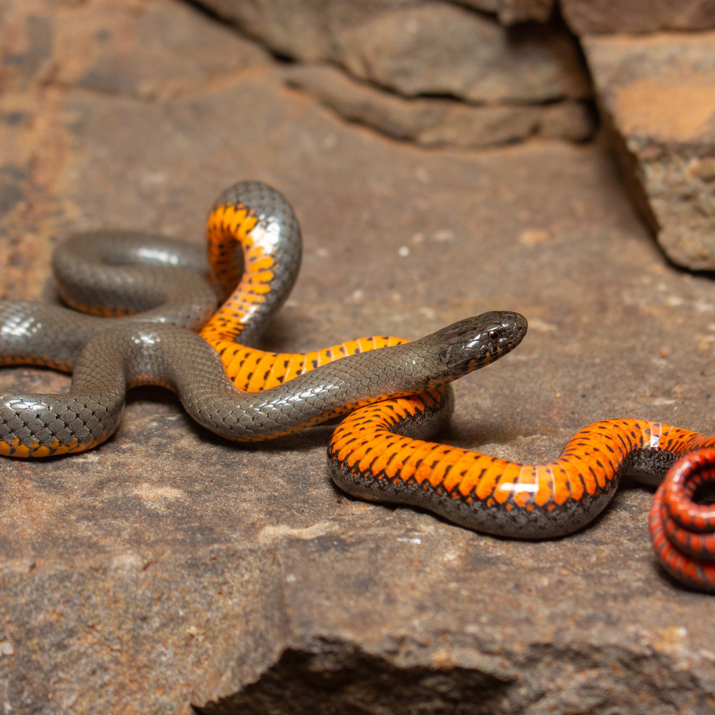 Красивая маленькая змея у камней