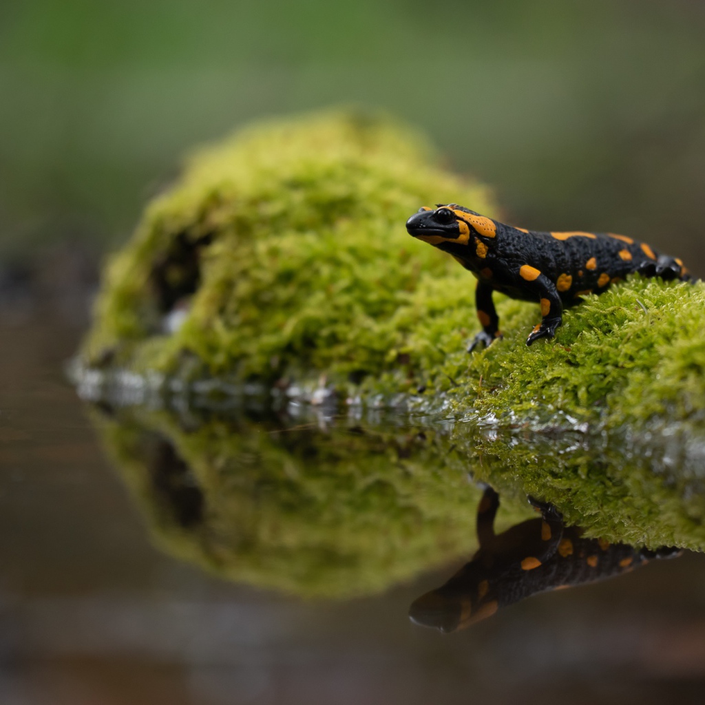 Красивая саламандра отражается в воде