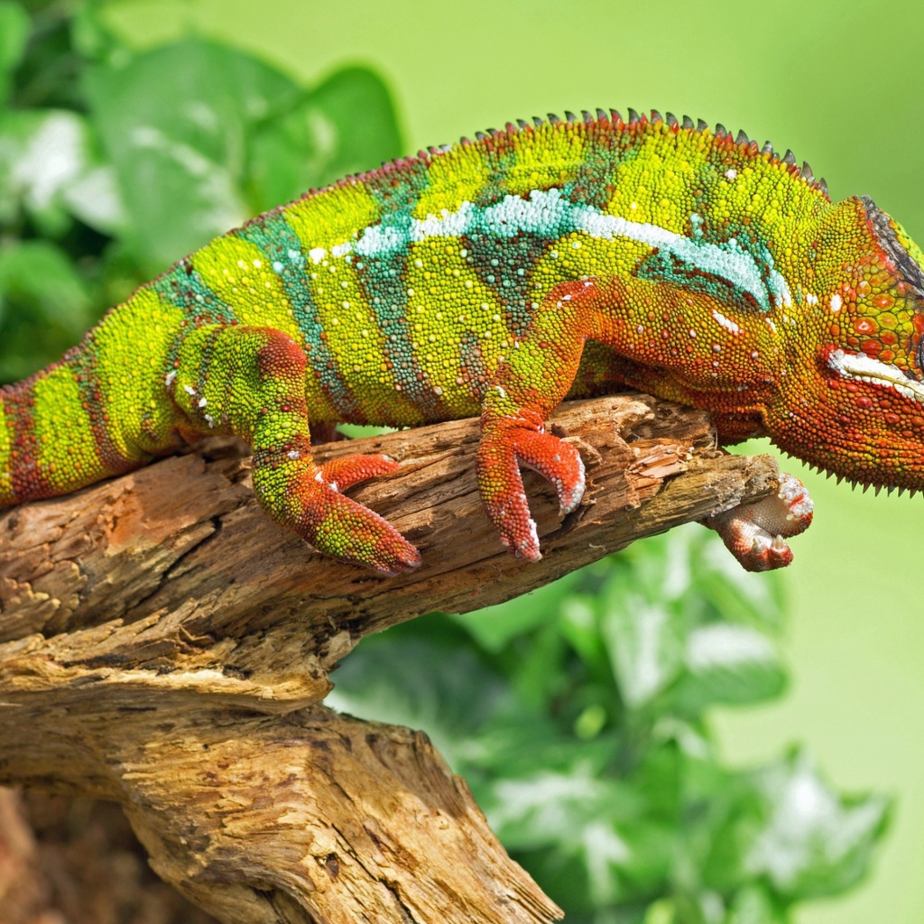 Большой красивый хамелеон сидит на дереве