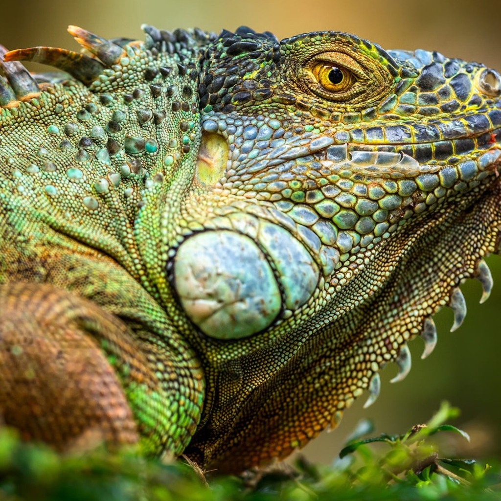 Большая зеленая игуана крупным планом 