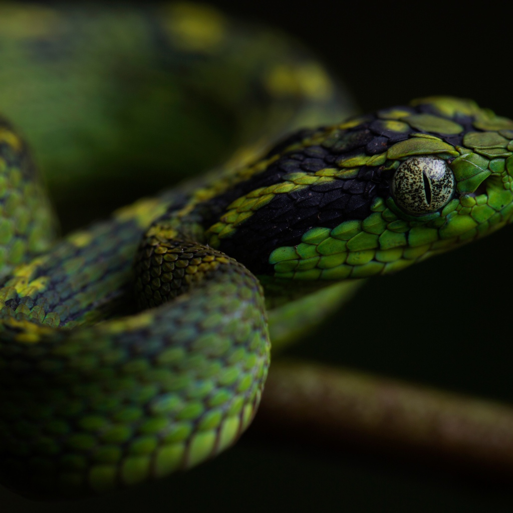 Зеленая гадюка с большими глазами на ветке