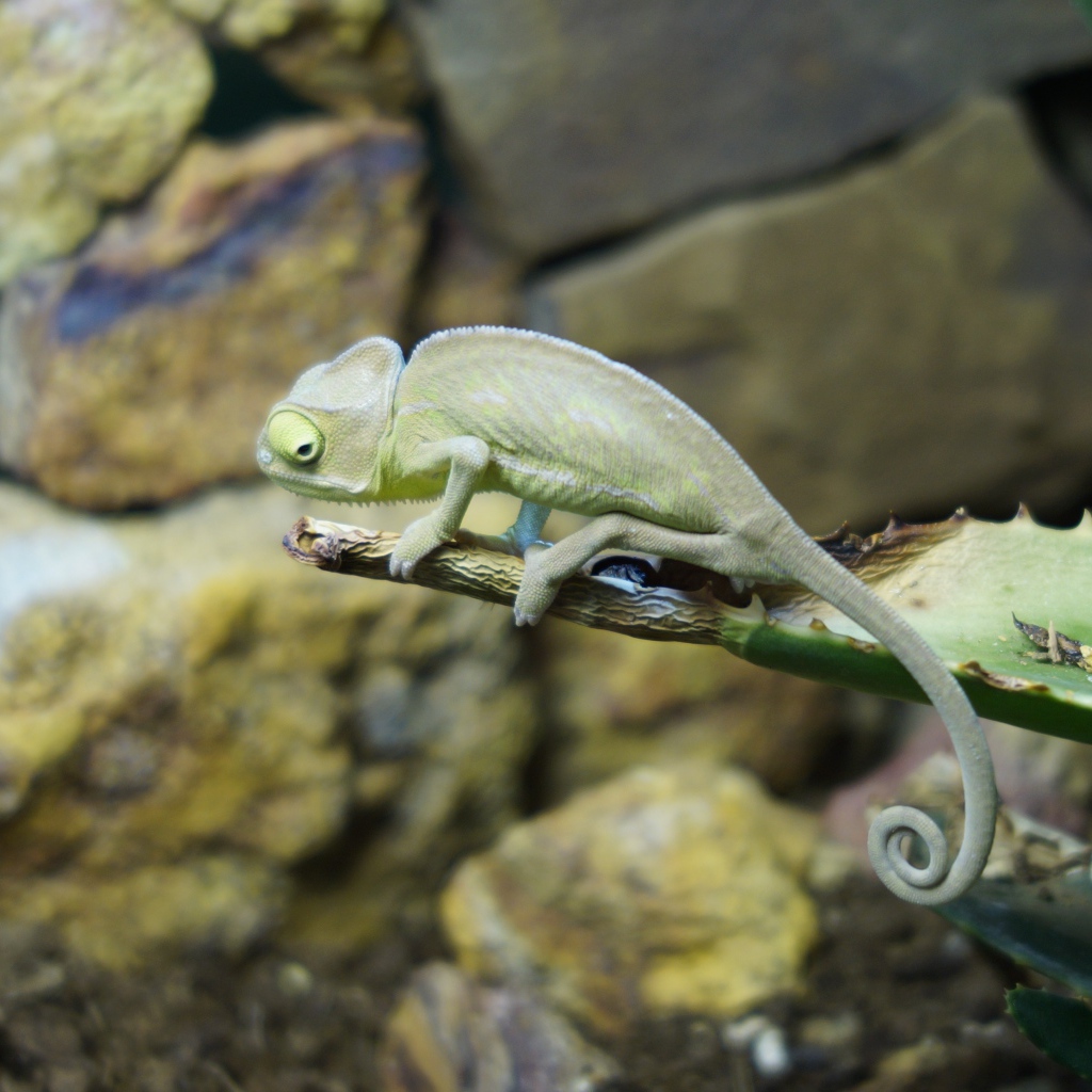 Зеленый хамелеон сидит на ветке алоэ