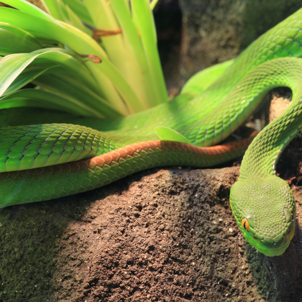 Зеленая змея ползет по земле у растения 