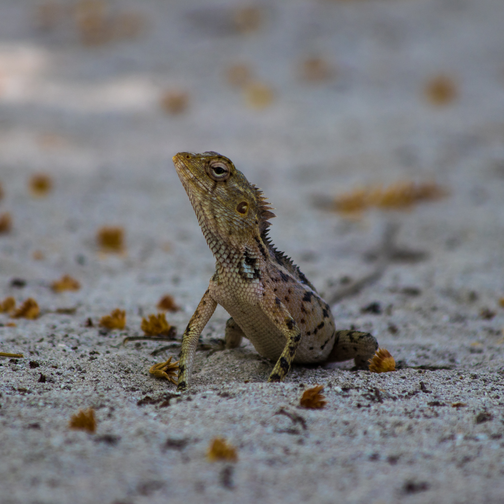 Маленькая ящерица на песке