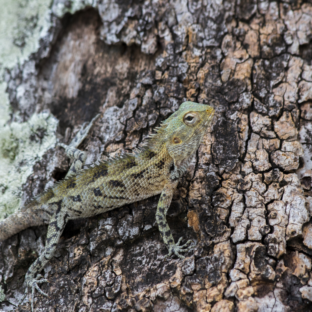 Маленькая ящерица сливается с деревом