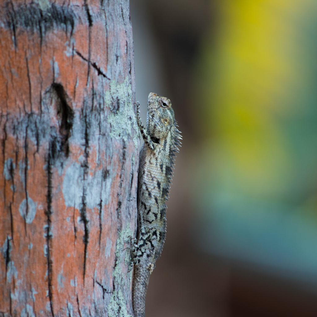 Маленькая ящерица на стволе дерева