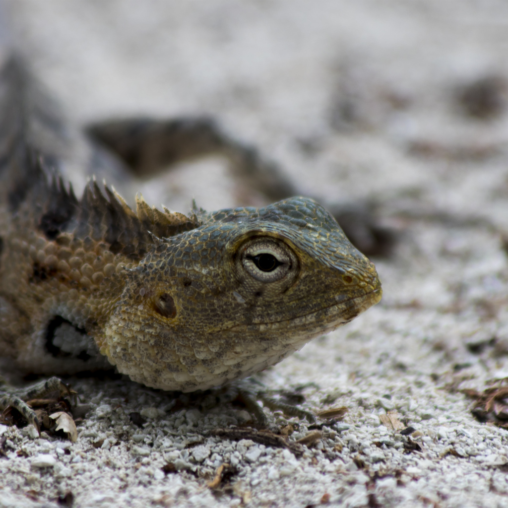 Ящерица с большими глазами на песке