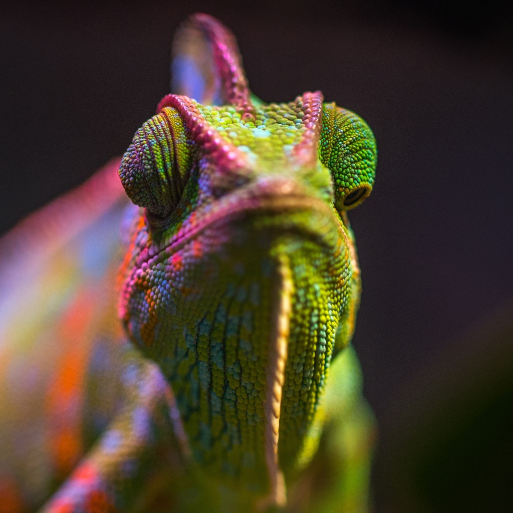 Разноцветный хамелеон крупным планом