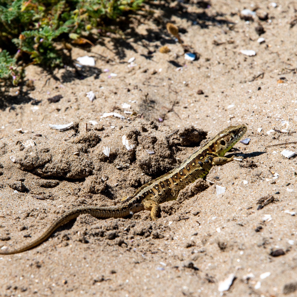 Small fast lizard in the sand