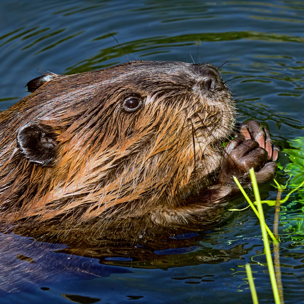 Большой бобр в воде грызет листву