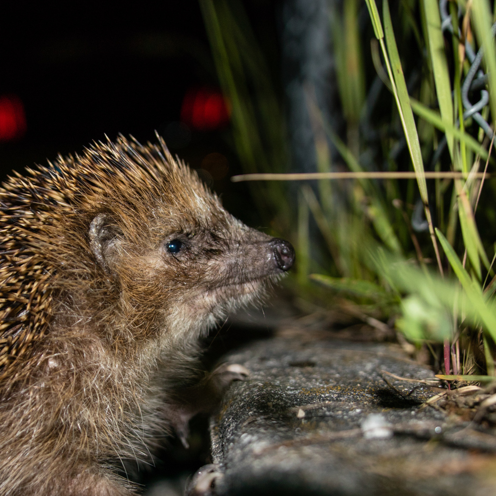 Большой колючий еж у зеленой траве