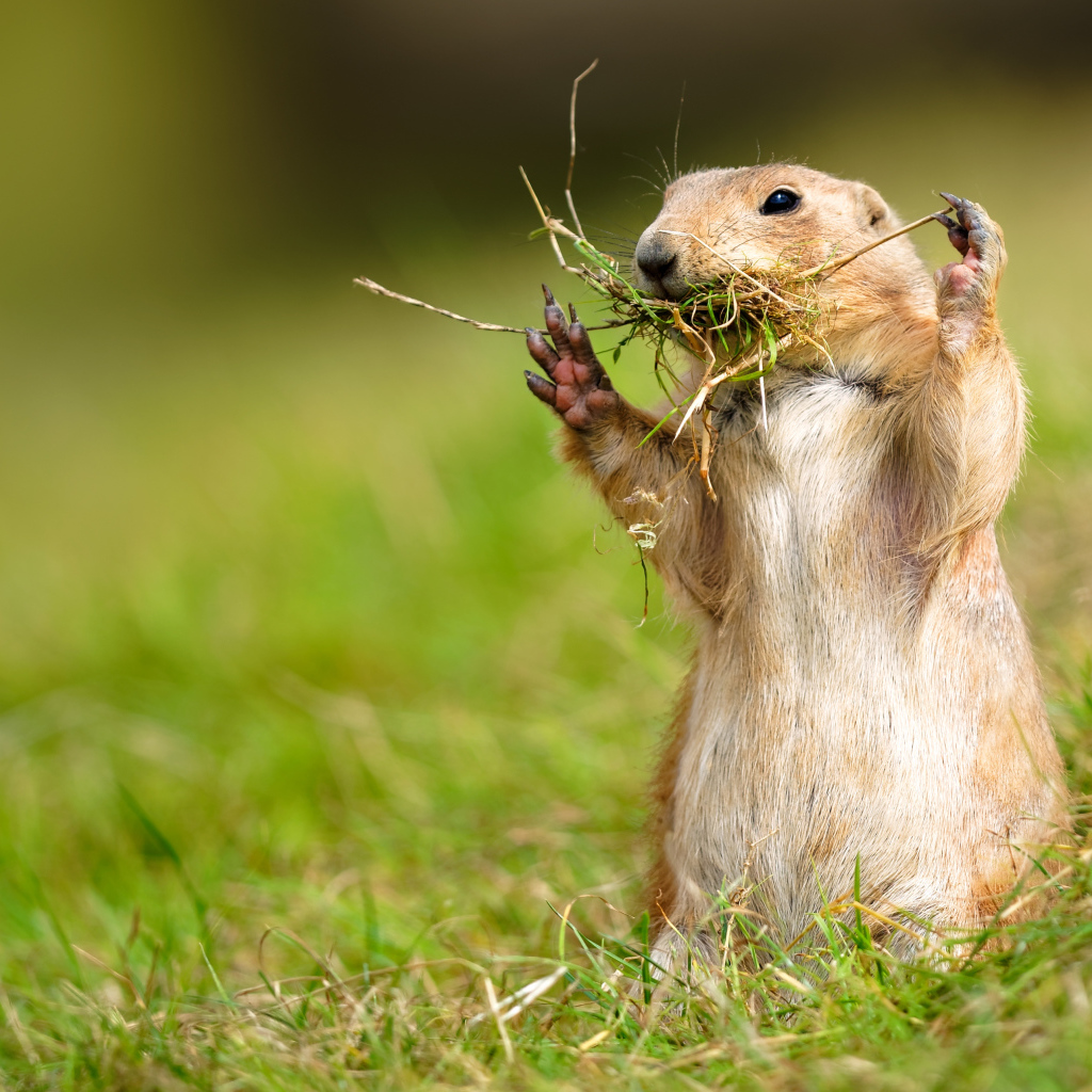 Суслик грызет траву 