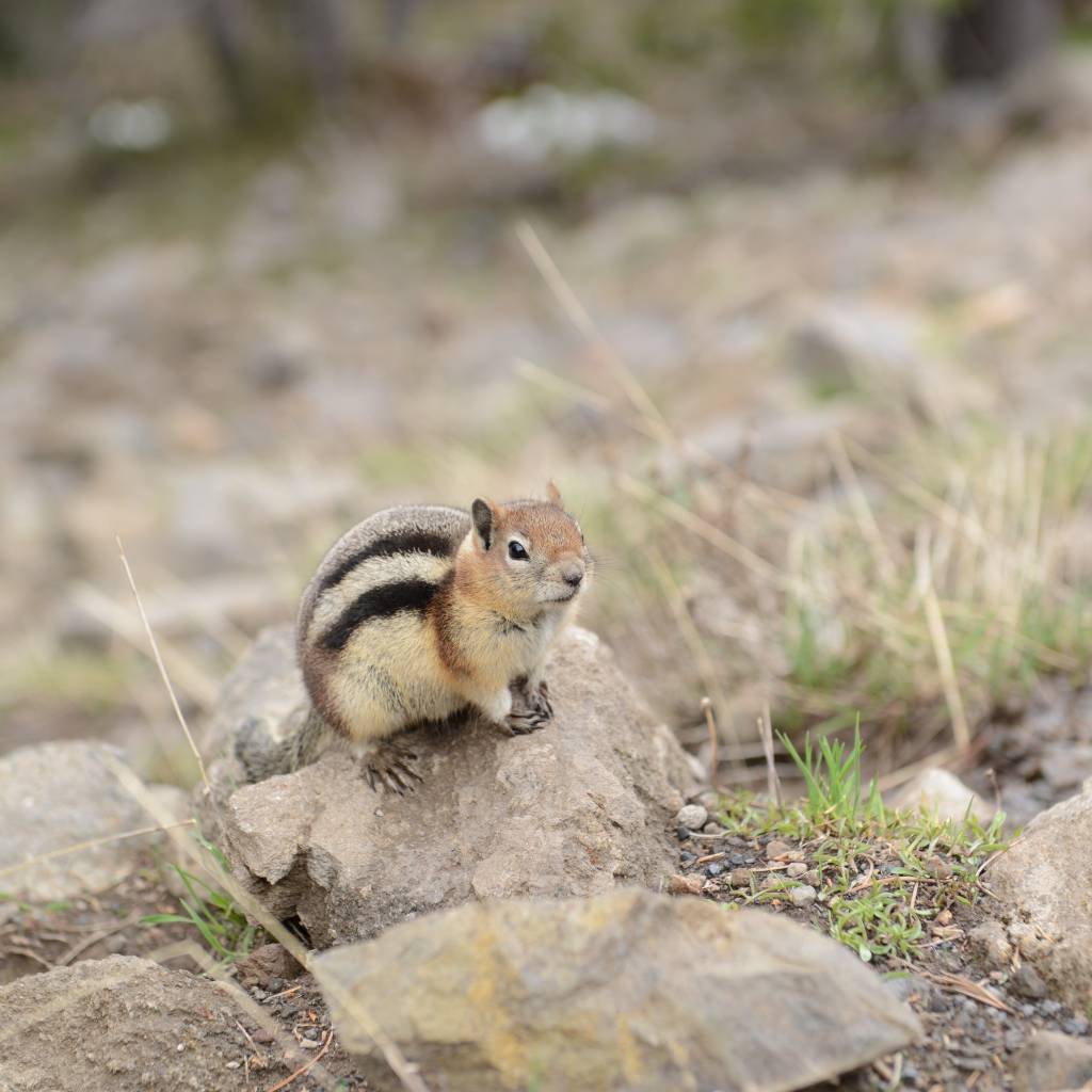 Маленький бурундук сидит на камне