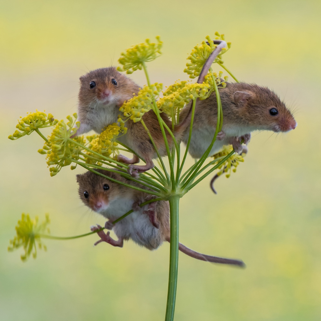 Три маленьких мышонка на зонтике укропа
