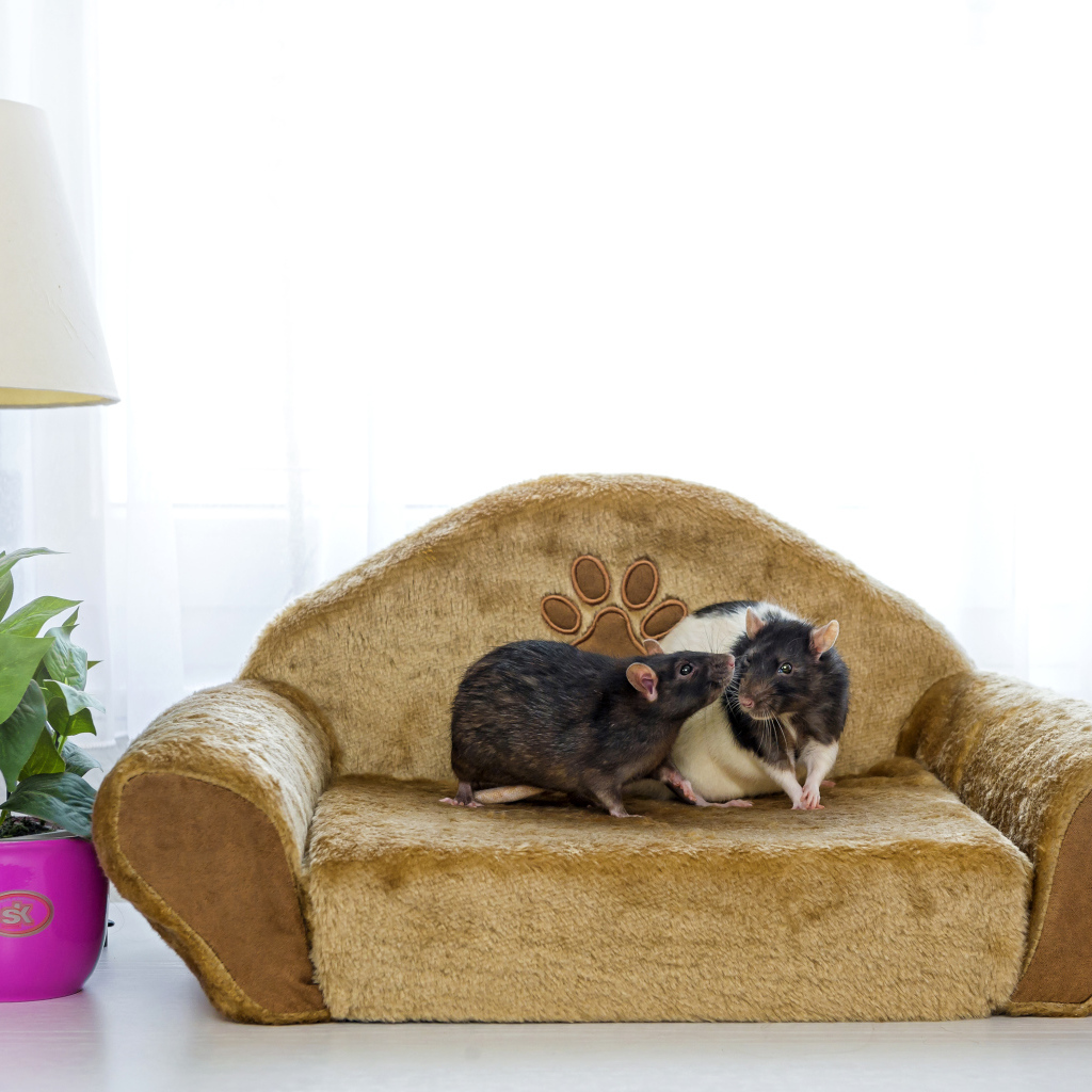 Две крысы на игрушечном диване