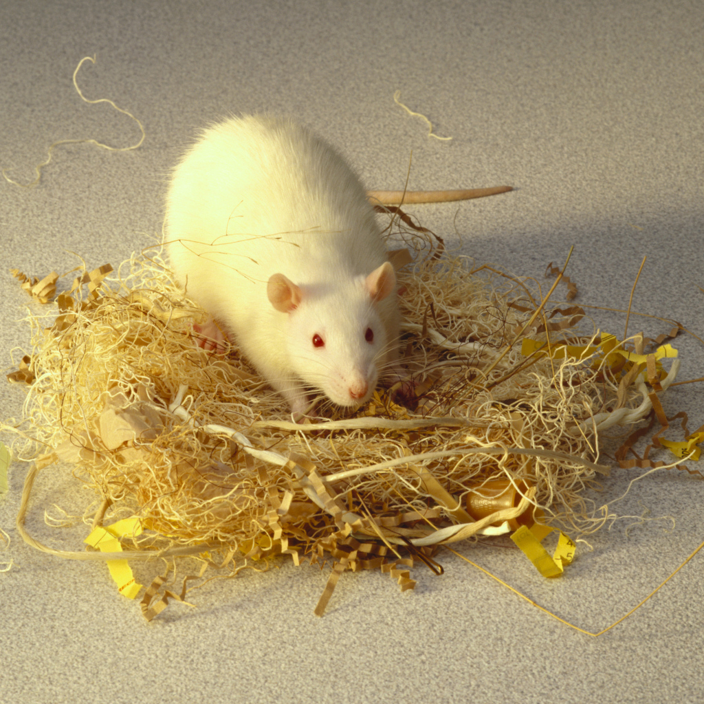 Белая крыса делает себе гнездо