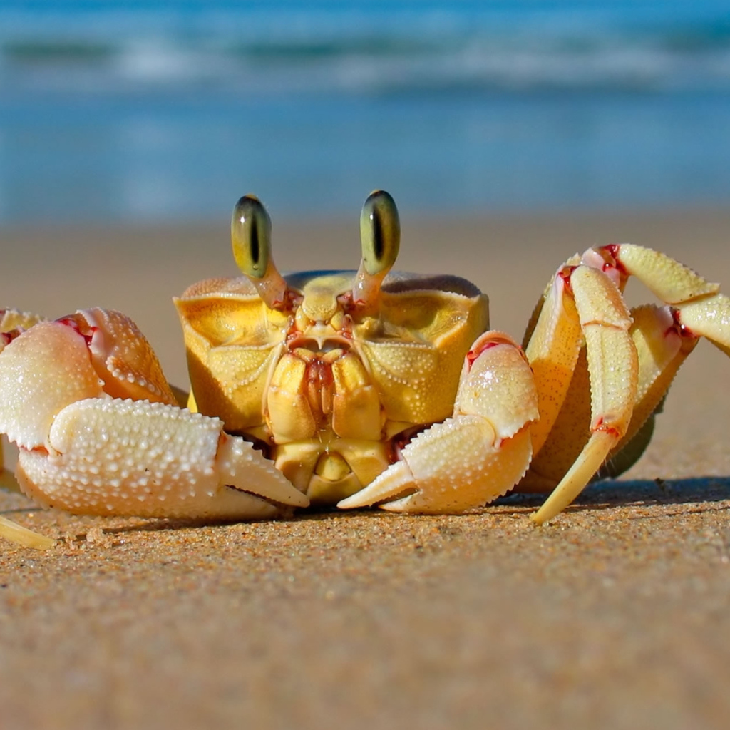 Большой краб ползет по песку 