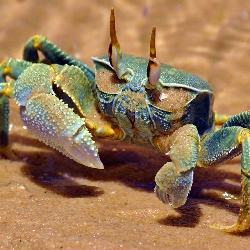 Большой зеленый краб на желтом песке