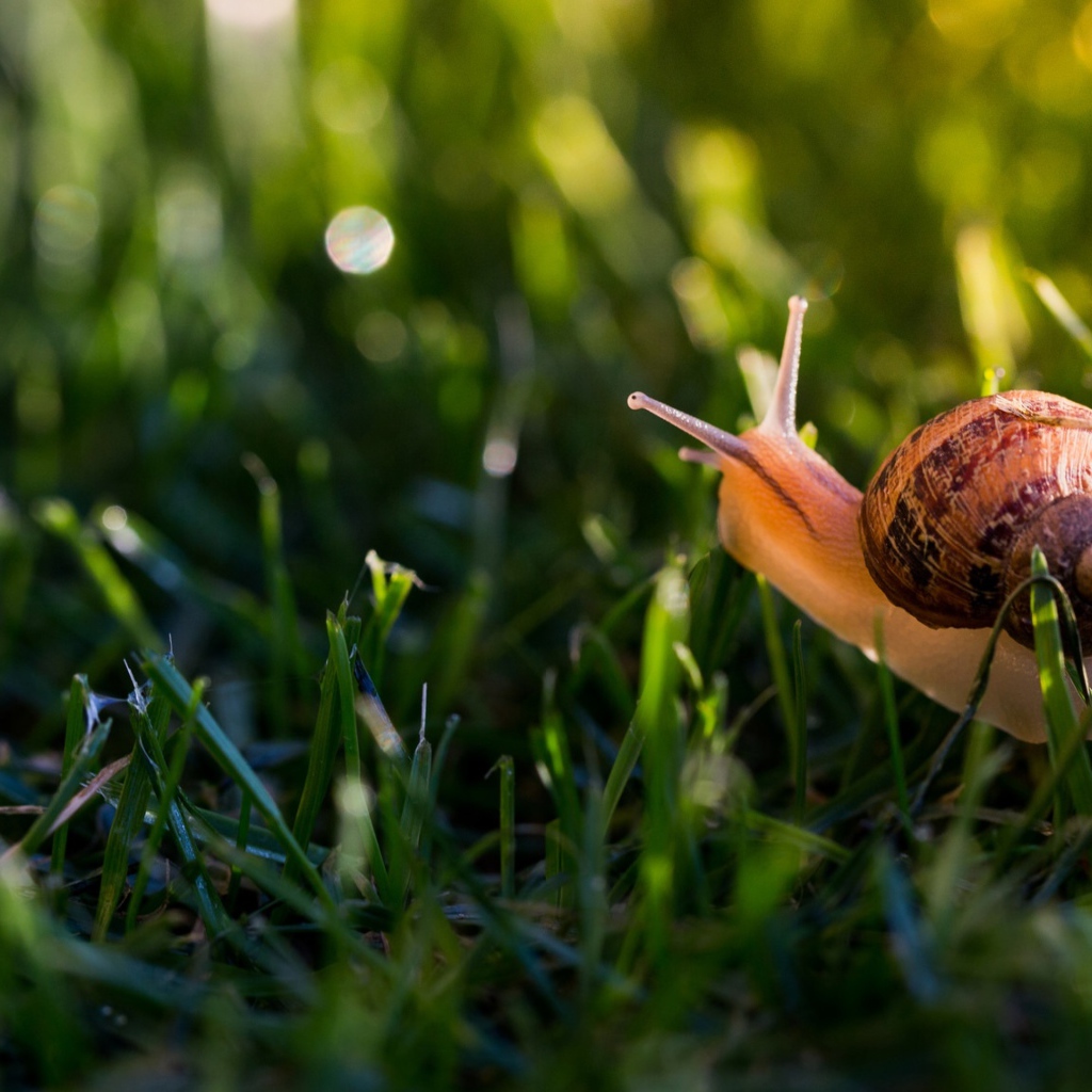 Большая улитка в зеленой траве