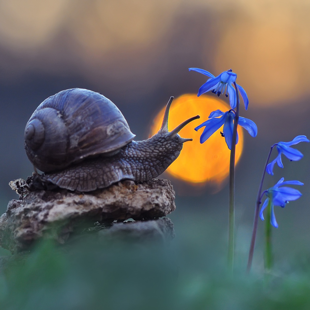 Улитка сидит на камне у голубого цветка 
