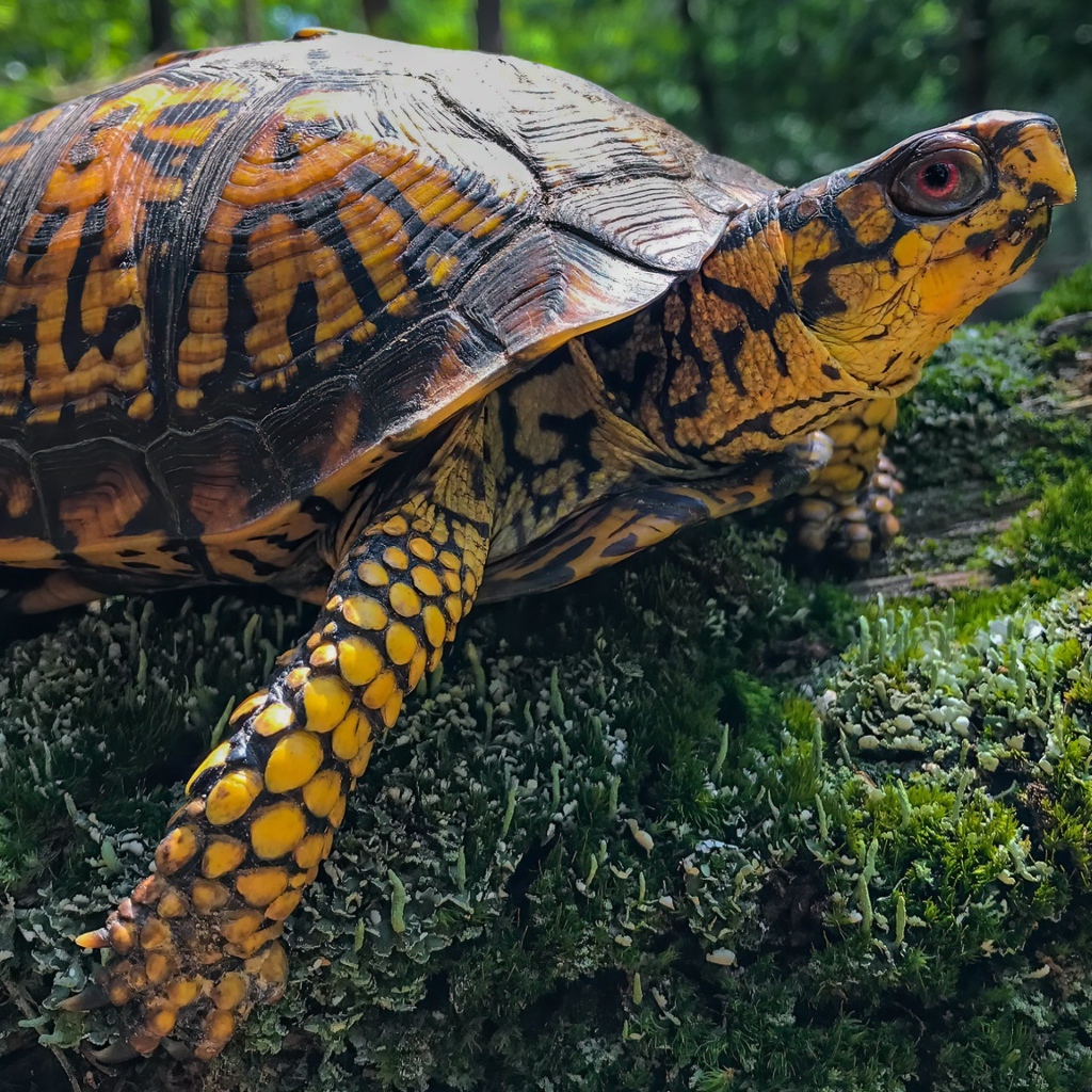 Большая черепаха на покрытом мхом камне