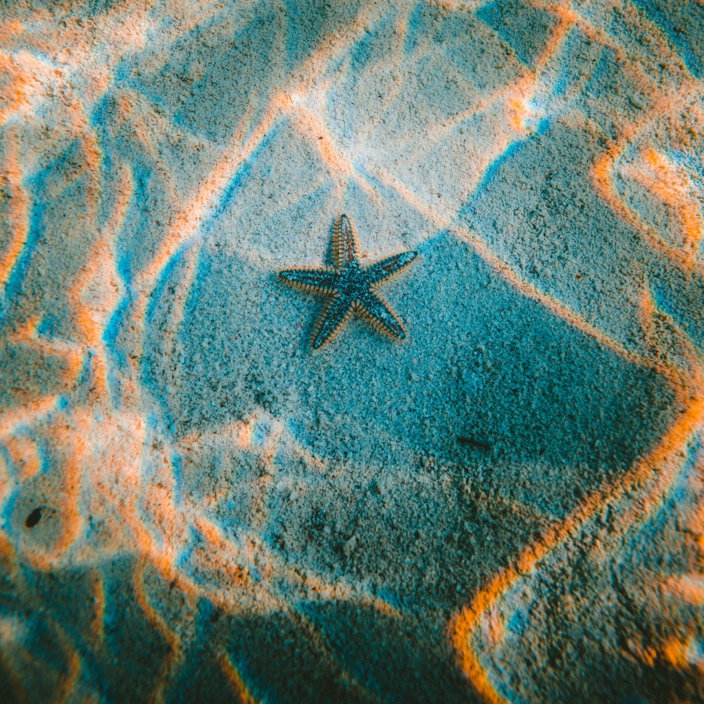 Морская звезда лежит на дне в воде 