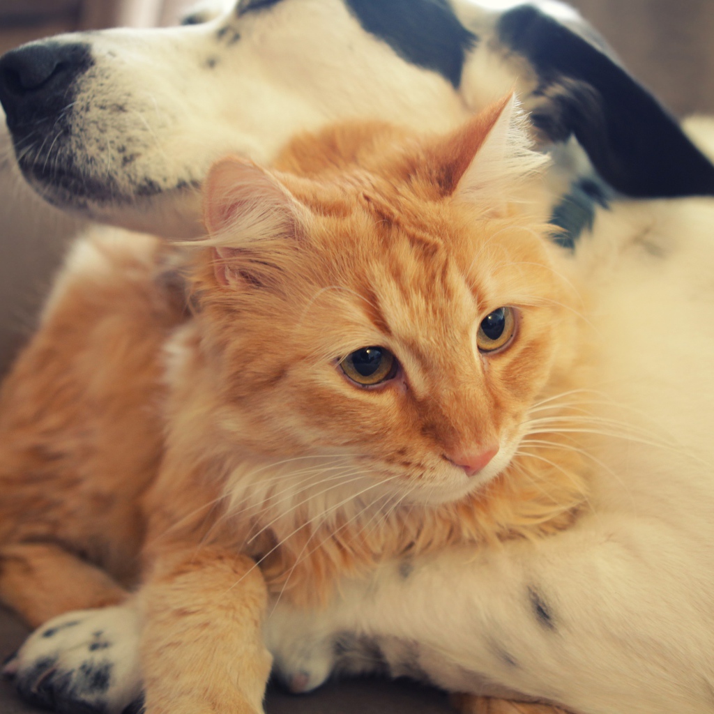 Большой рыжий кот лежит с собакой 