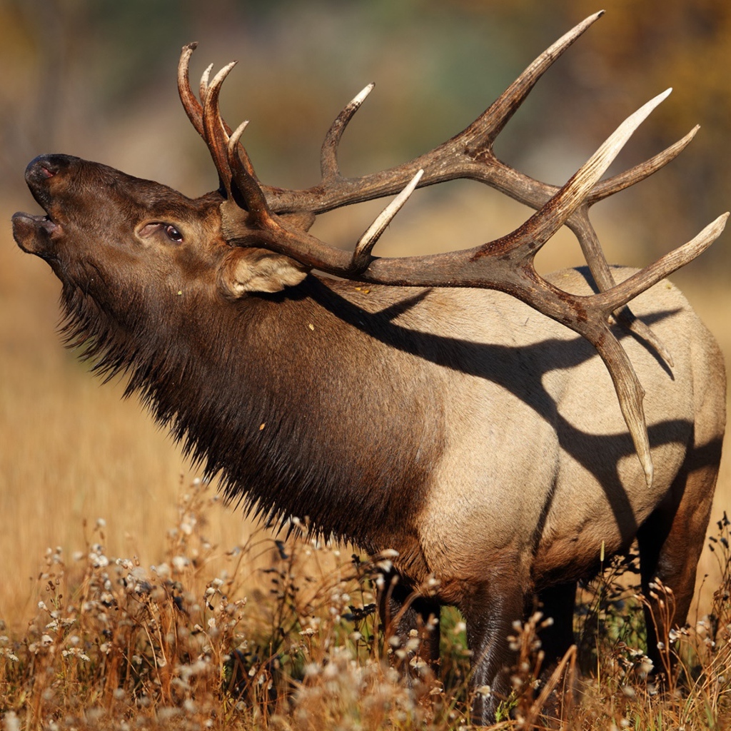 Большой олень с рогами в траве