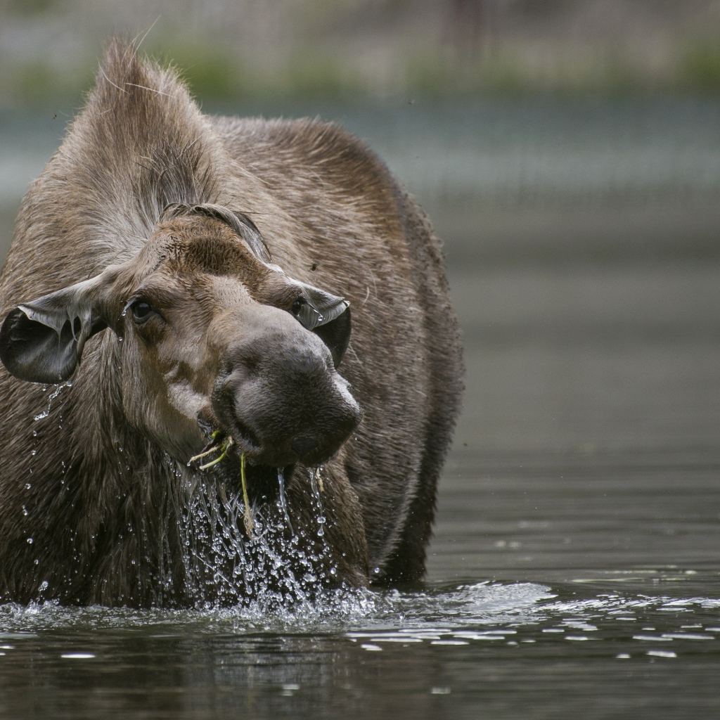 Большой лось стоит в воде 