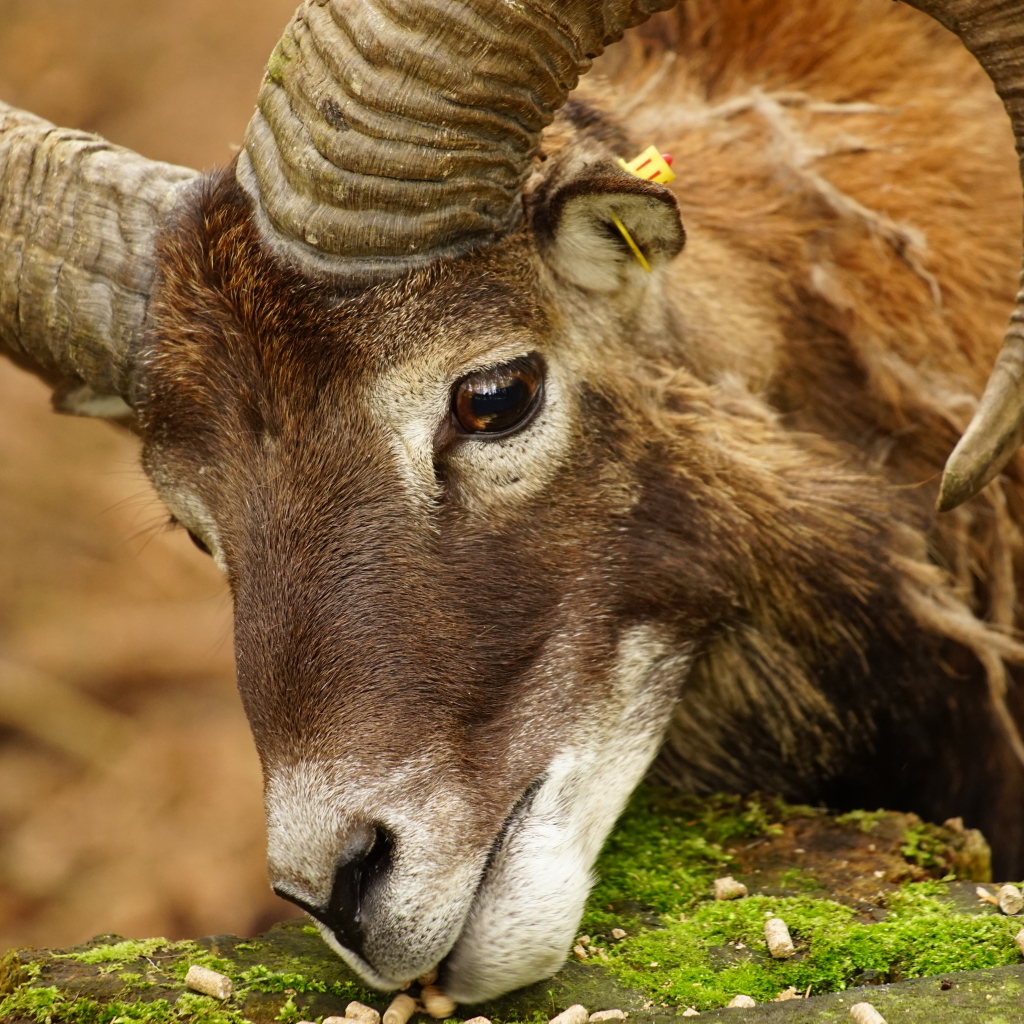 Большой муфлон ест корм