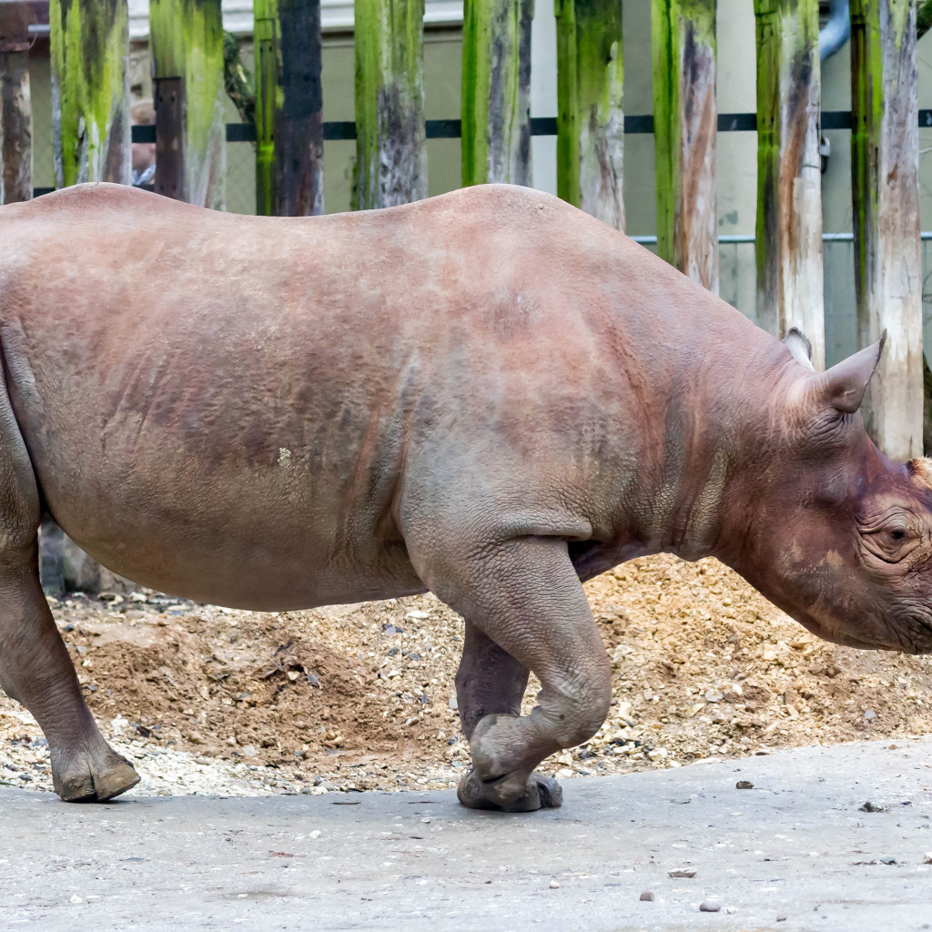 Большой носорог у забора в зоопарке