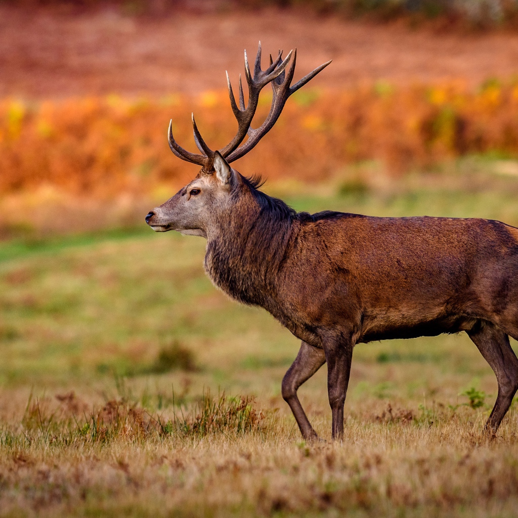 Коричневый олень гуляет по полю 