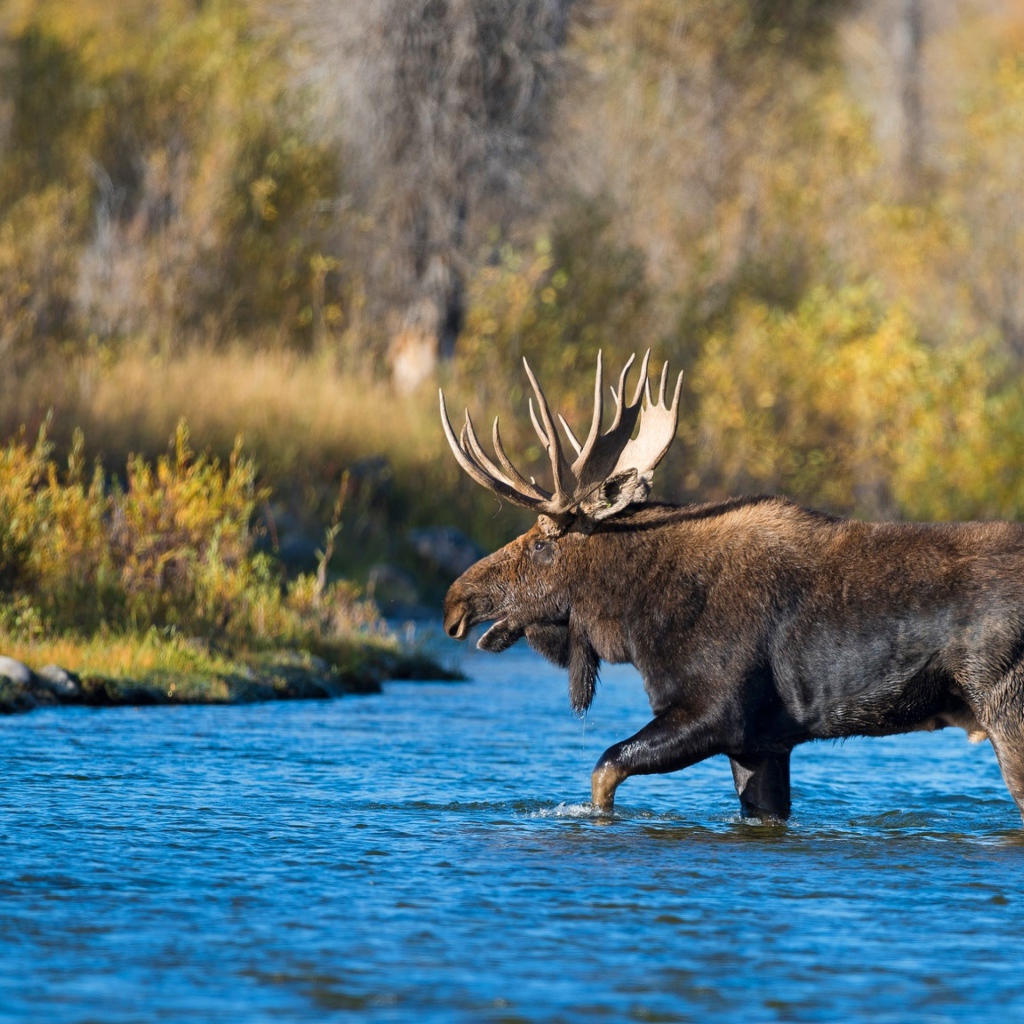 Лось с большими рогами переходит реку