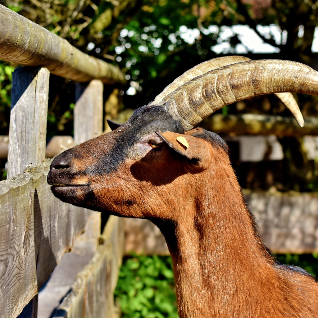 Коза с длинными рогами в зоопарке 