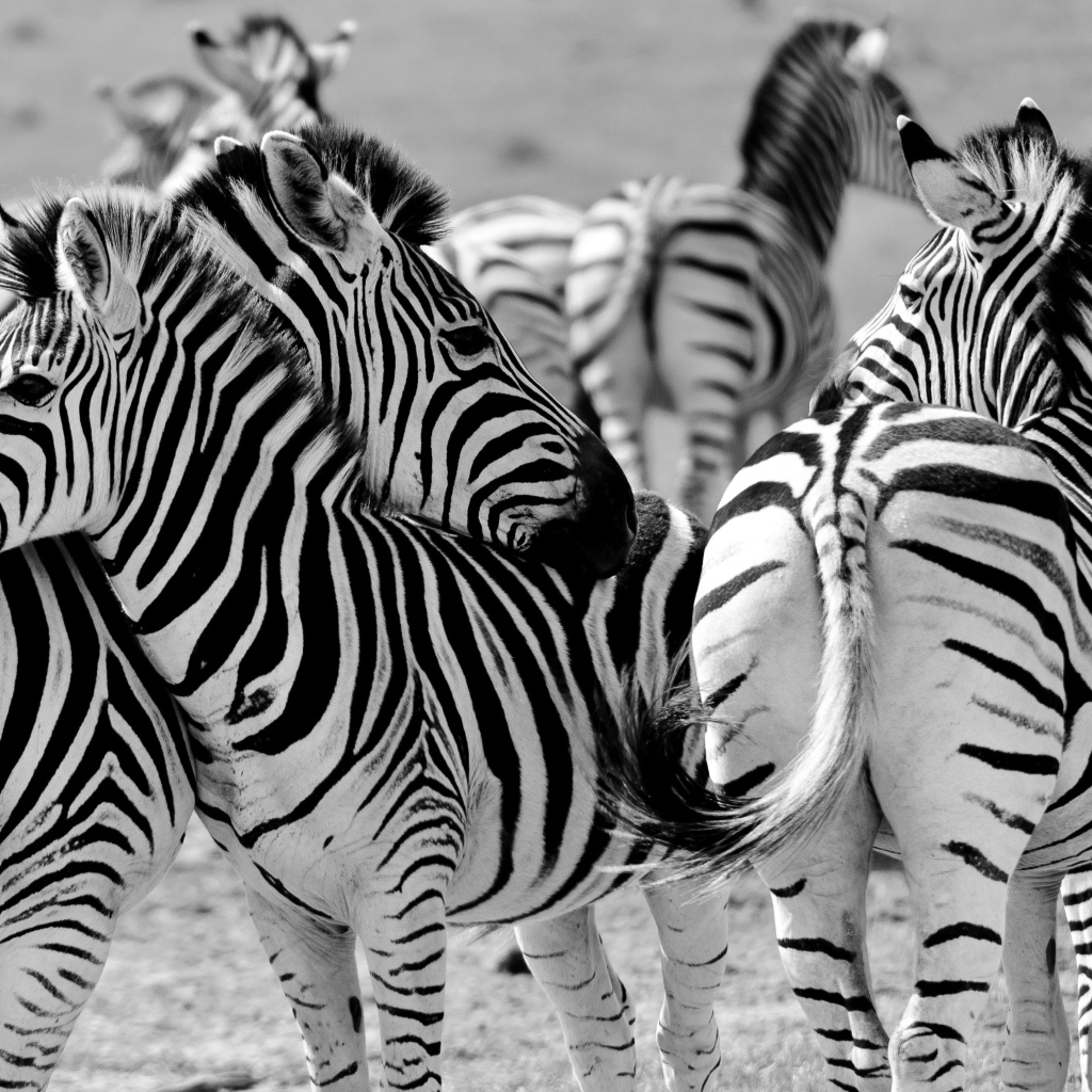 Стадо полосатых зебр черно белое фото 