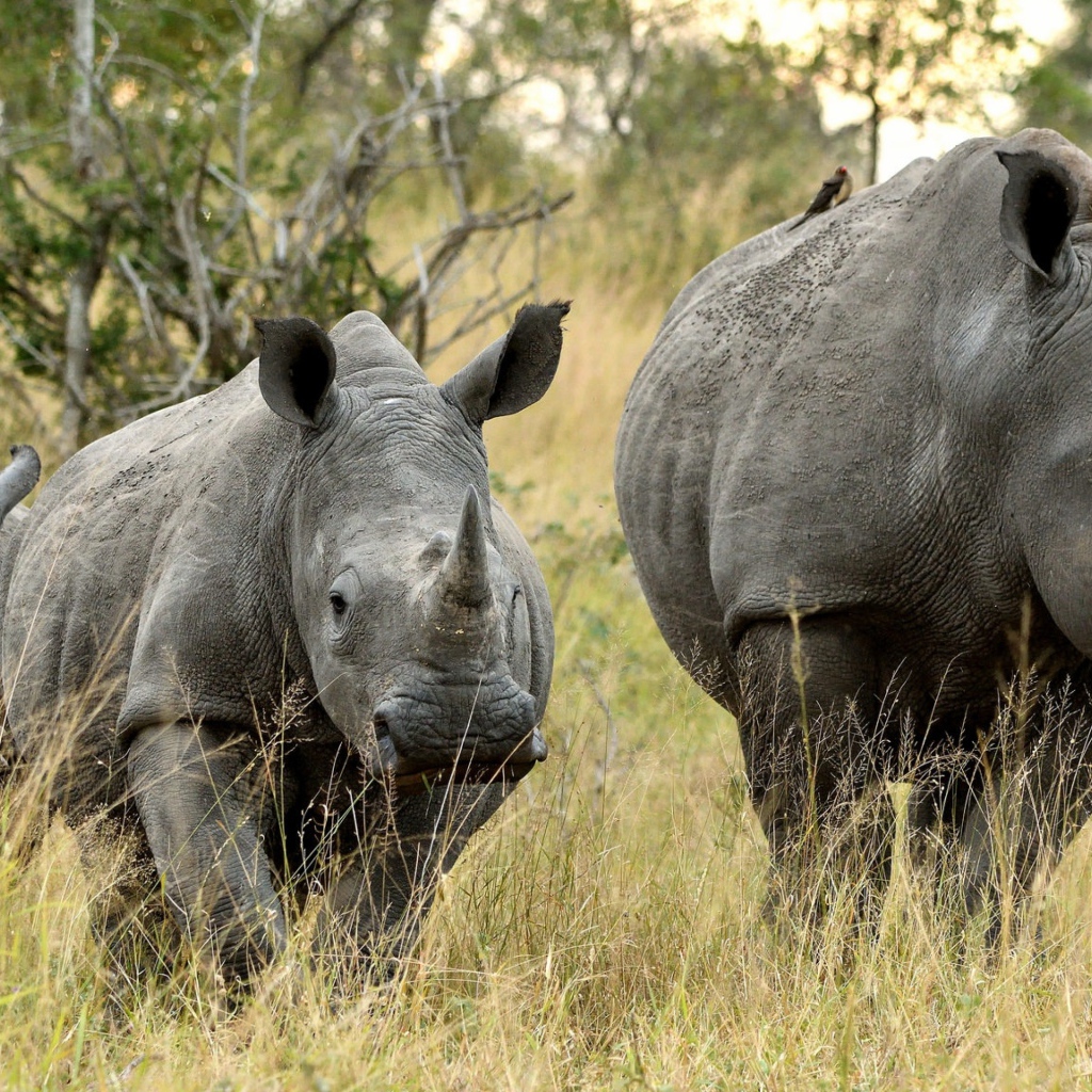 Семья носорогов идет по траве