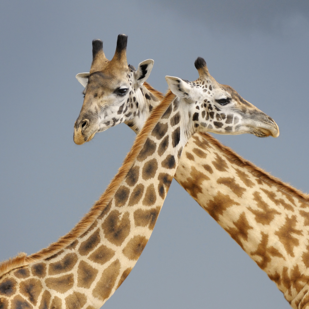Два жирафа на сером фоне