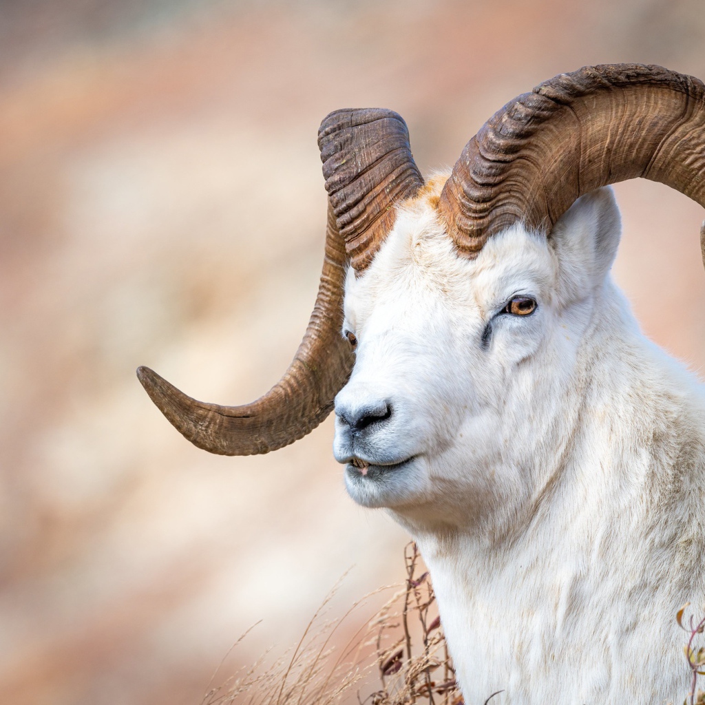 Белый горный козел с большими рогами