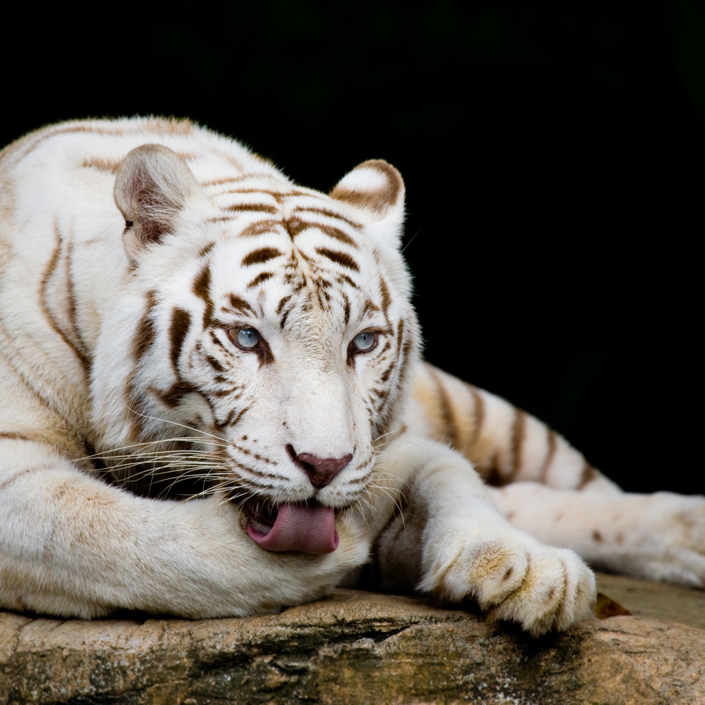 Большой голубоглазый белый тигр лежит на камне