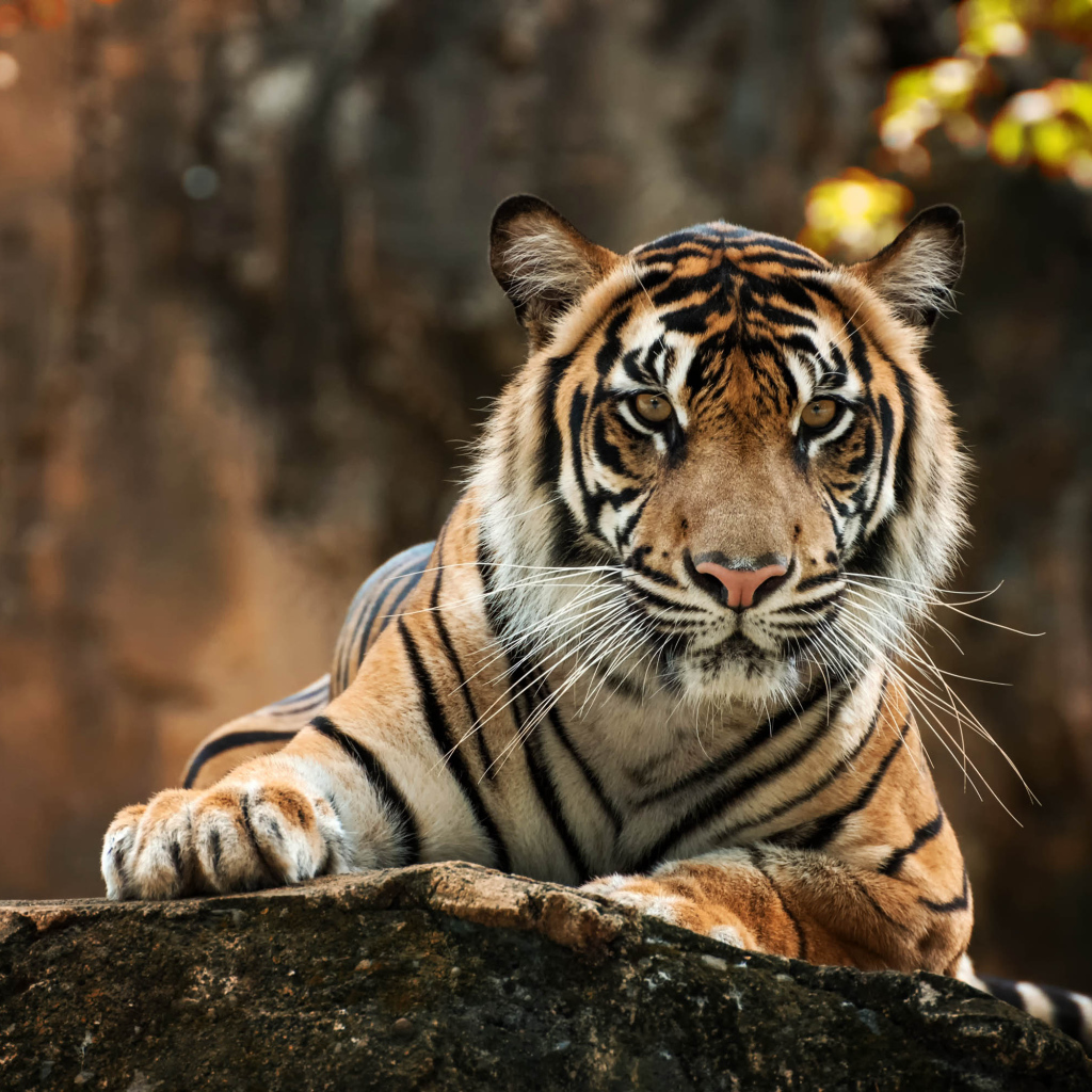 Большой полосатый тигр лежит на камне