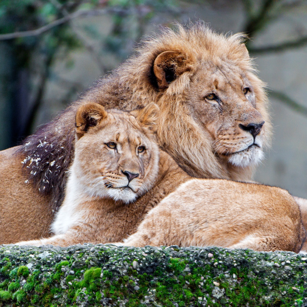 Лев и львица лежат на покрытом мхом камне