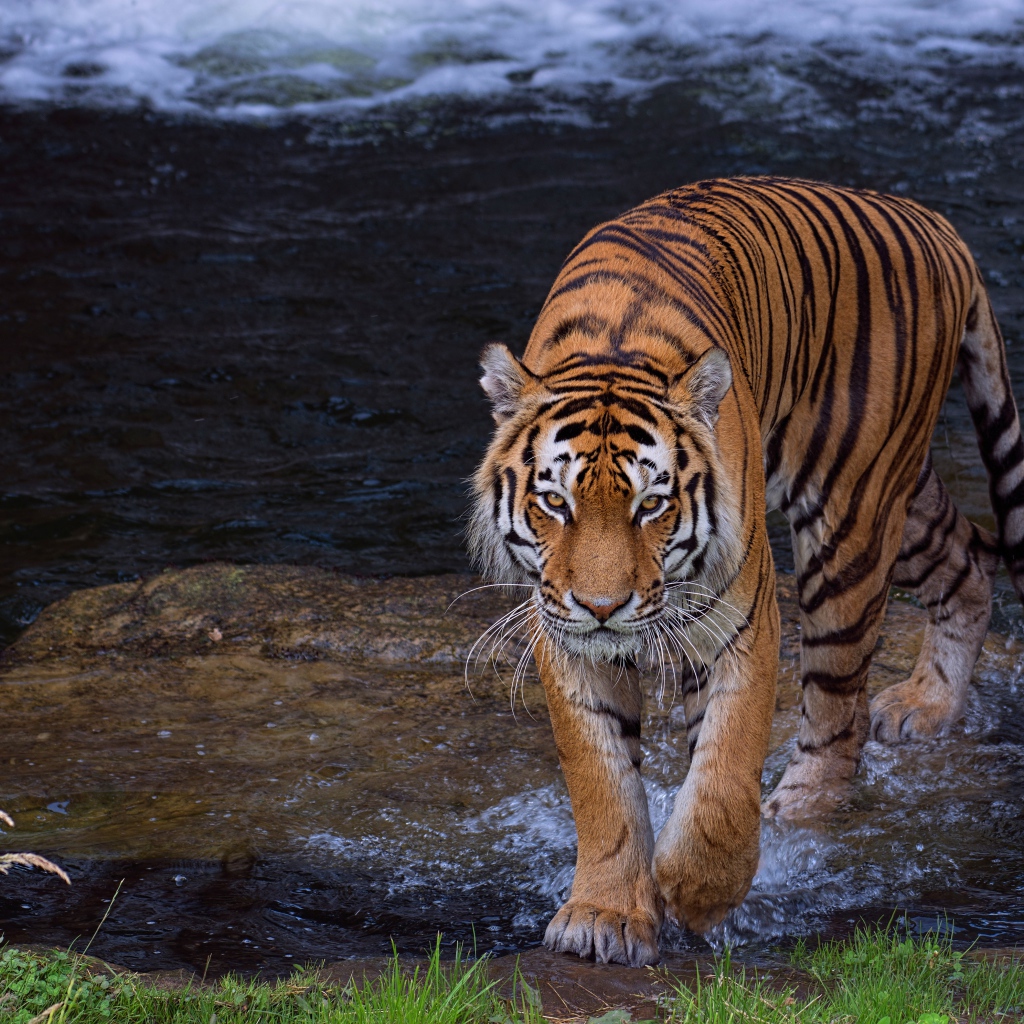Красивый большой полосатый тигр идет по воде