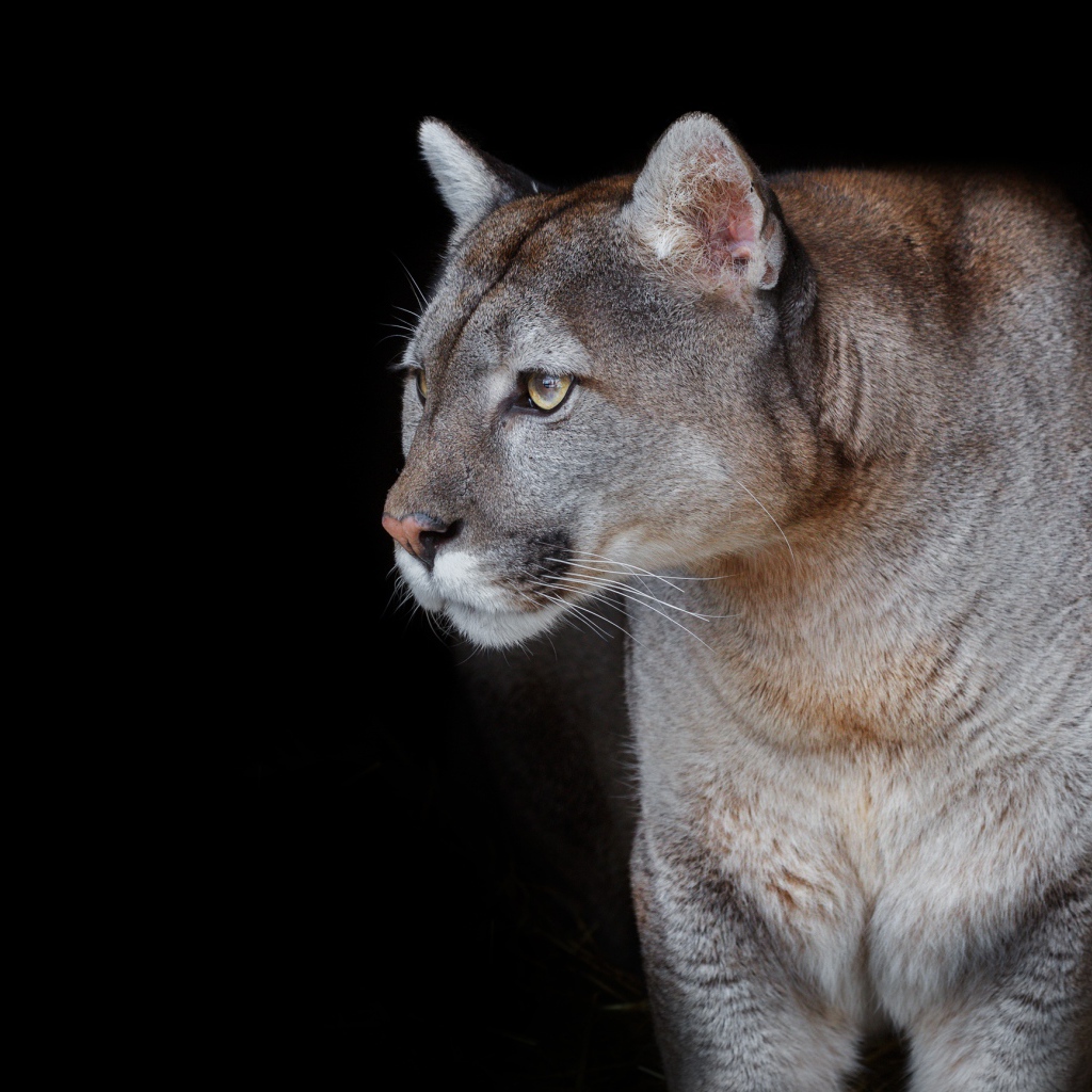Красивая грациозная пума на черном фоне