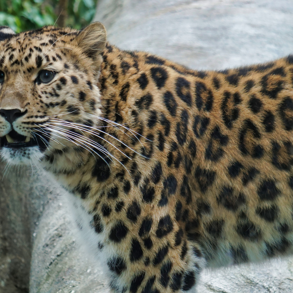 Красивый пятнистый голубоглазый леопард