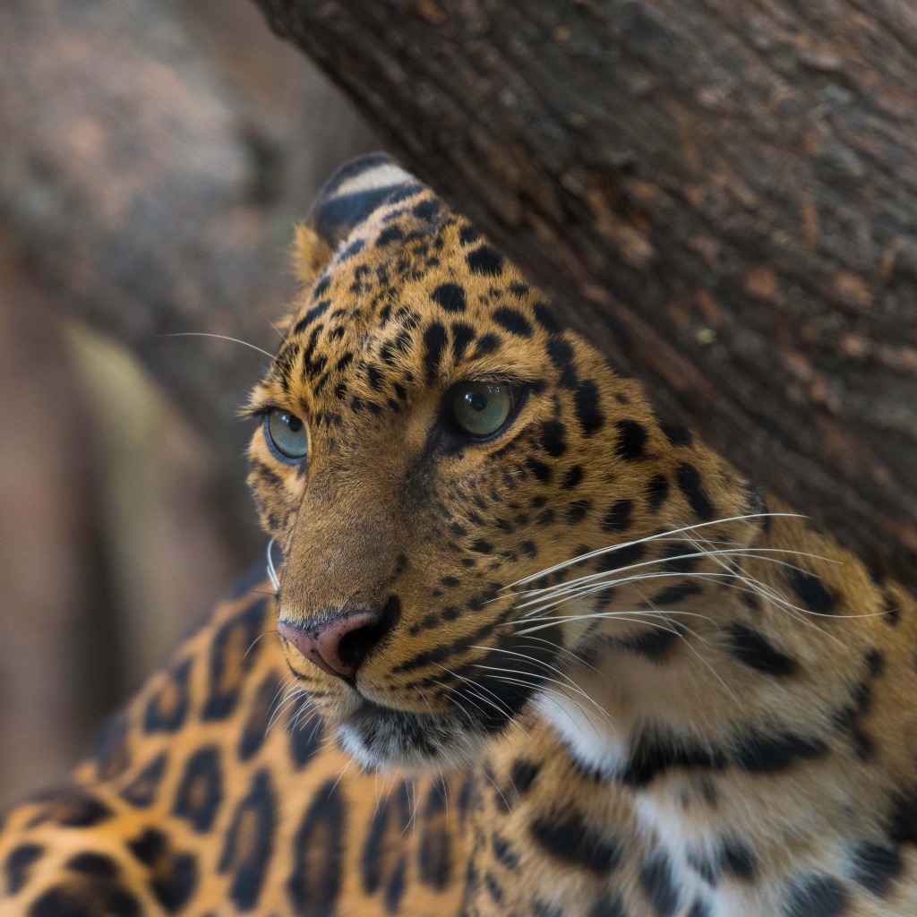 Красивый пятнистый леопард у дерева 