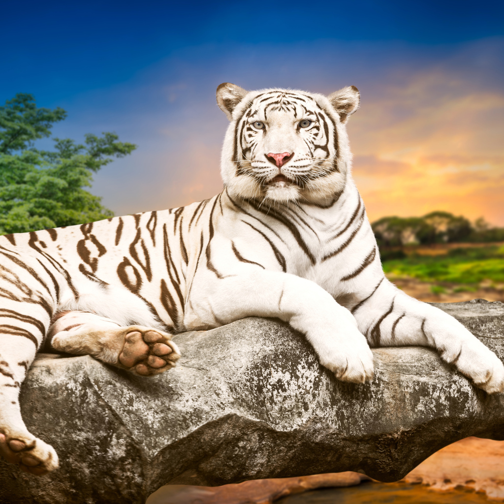 Красивый белый тигр лежит на камне 