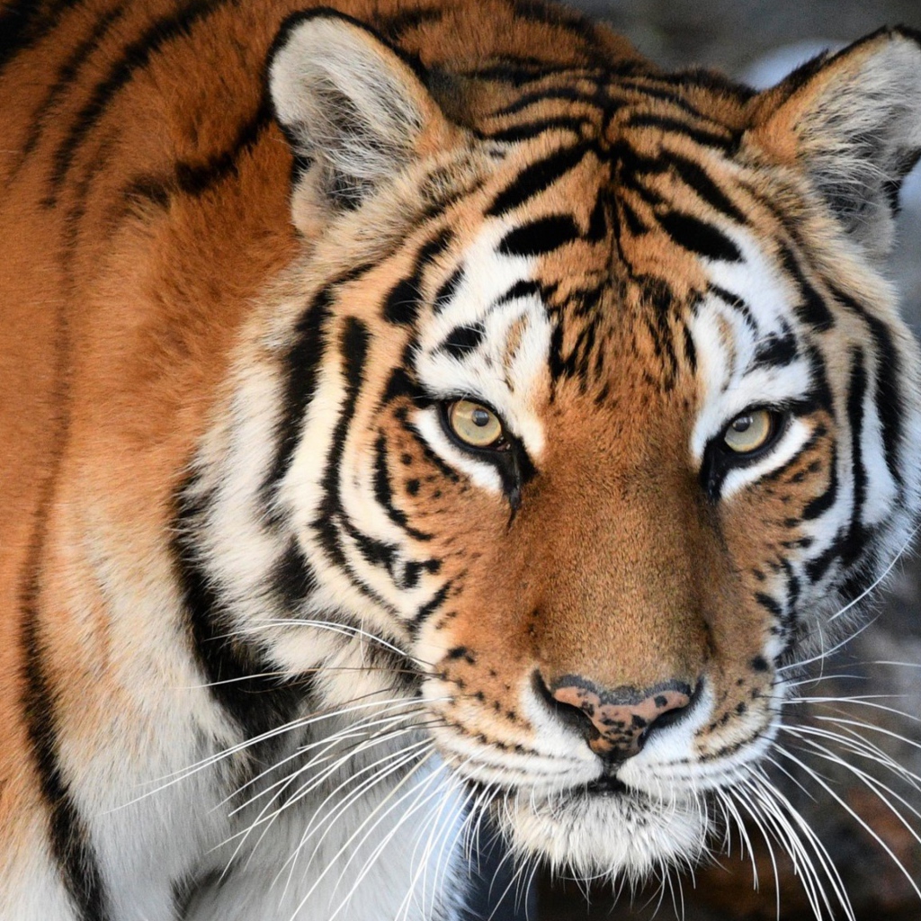 Большой красивый полосатый амурский тигр